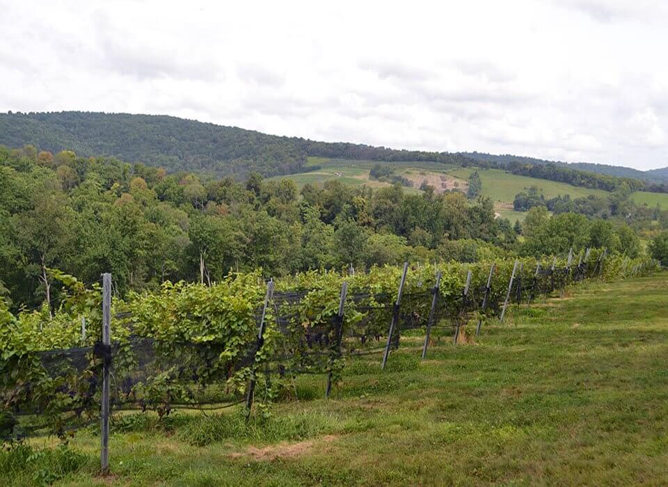 Arterra Winemaking Fauquier Virginia Wine - vineyards landscape