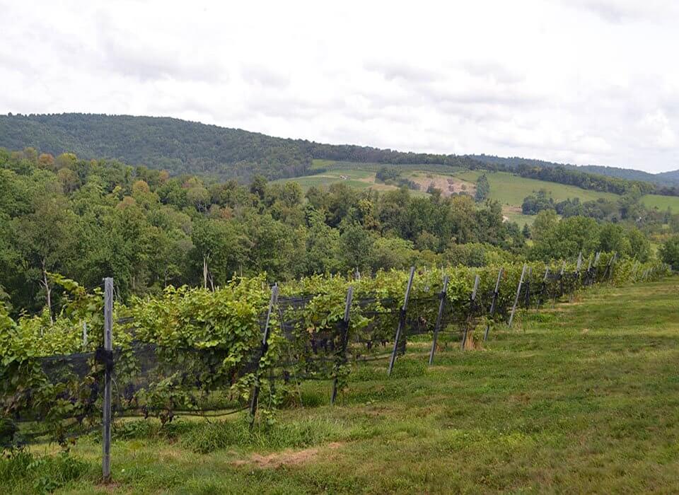 Arterra Winemaking authentic Virginia 960x700 Arterra Winemaking Fauquier Virginia Wine - vineyards landscape