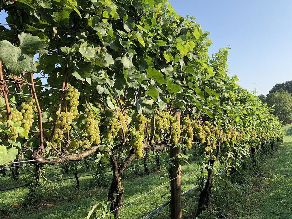 Arterra Winemaking - the Vineyard Arterra Winemaking Fauquier Virginia Wine - the vineyard