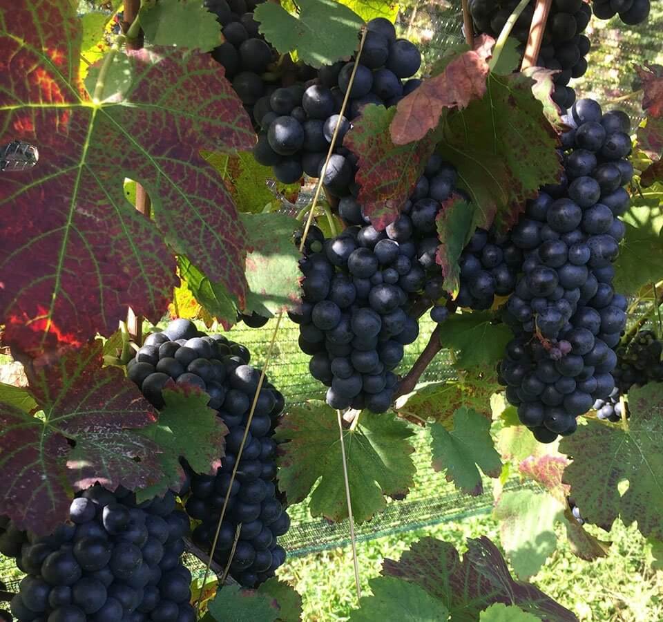 Arterra Vintage wine club, clusters of purple grapes and colorful grape leaves