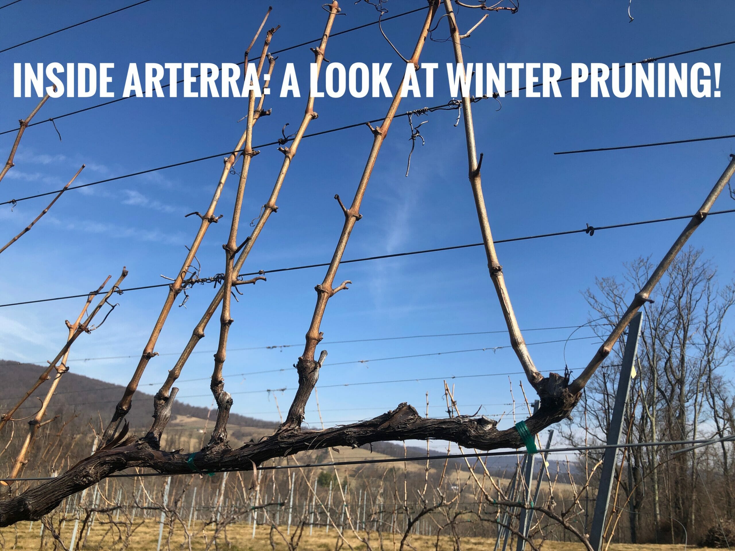 Winter Prunning