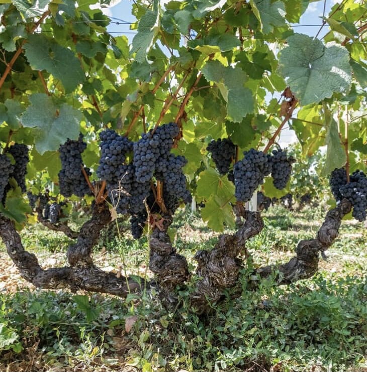 Head Trained, spur pruned grape vine