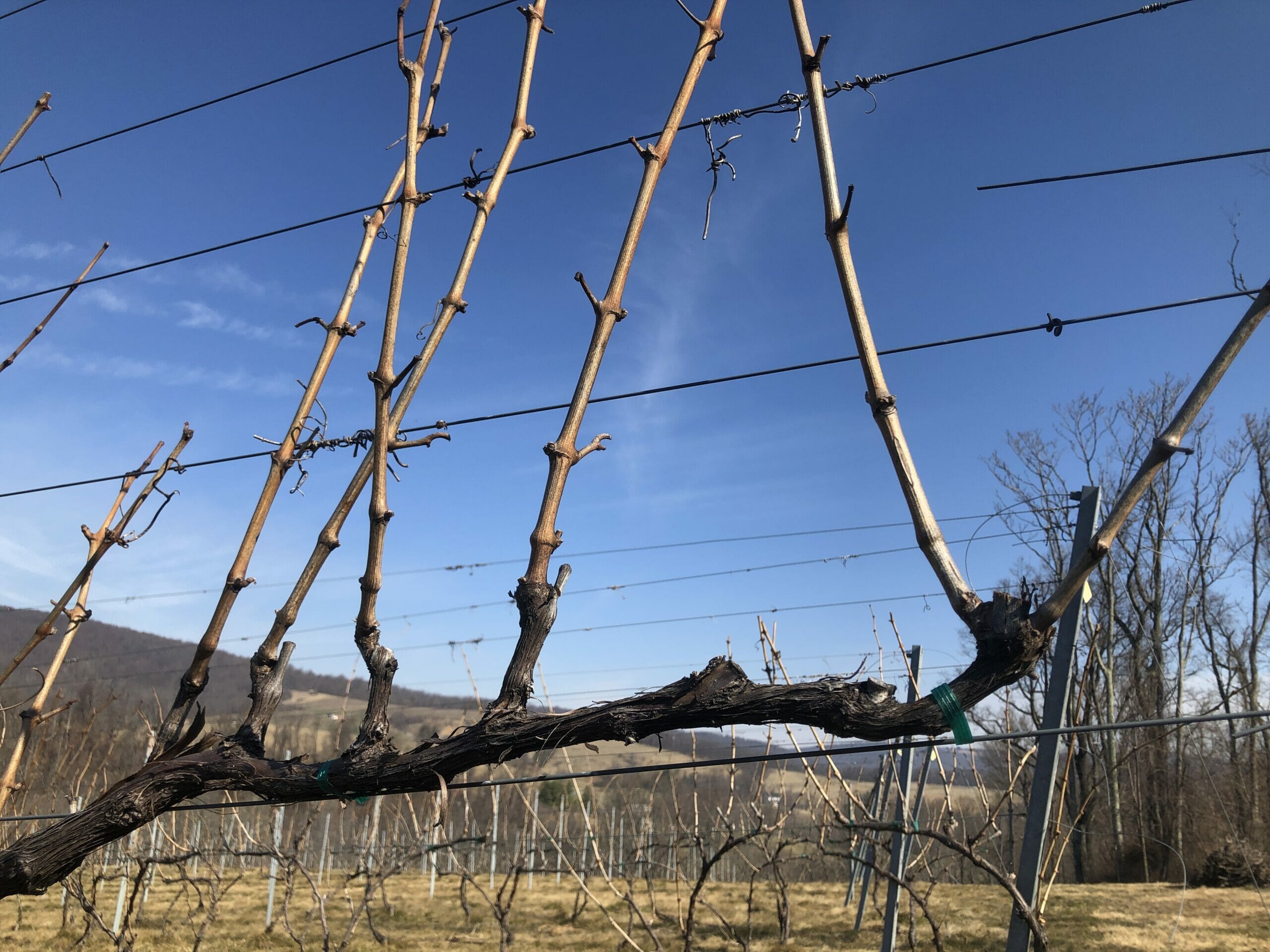 Cordon Trained Grape Vine