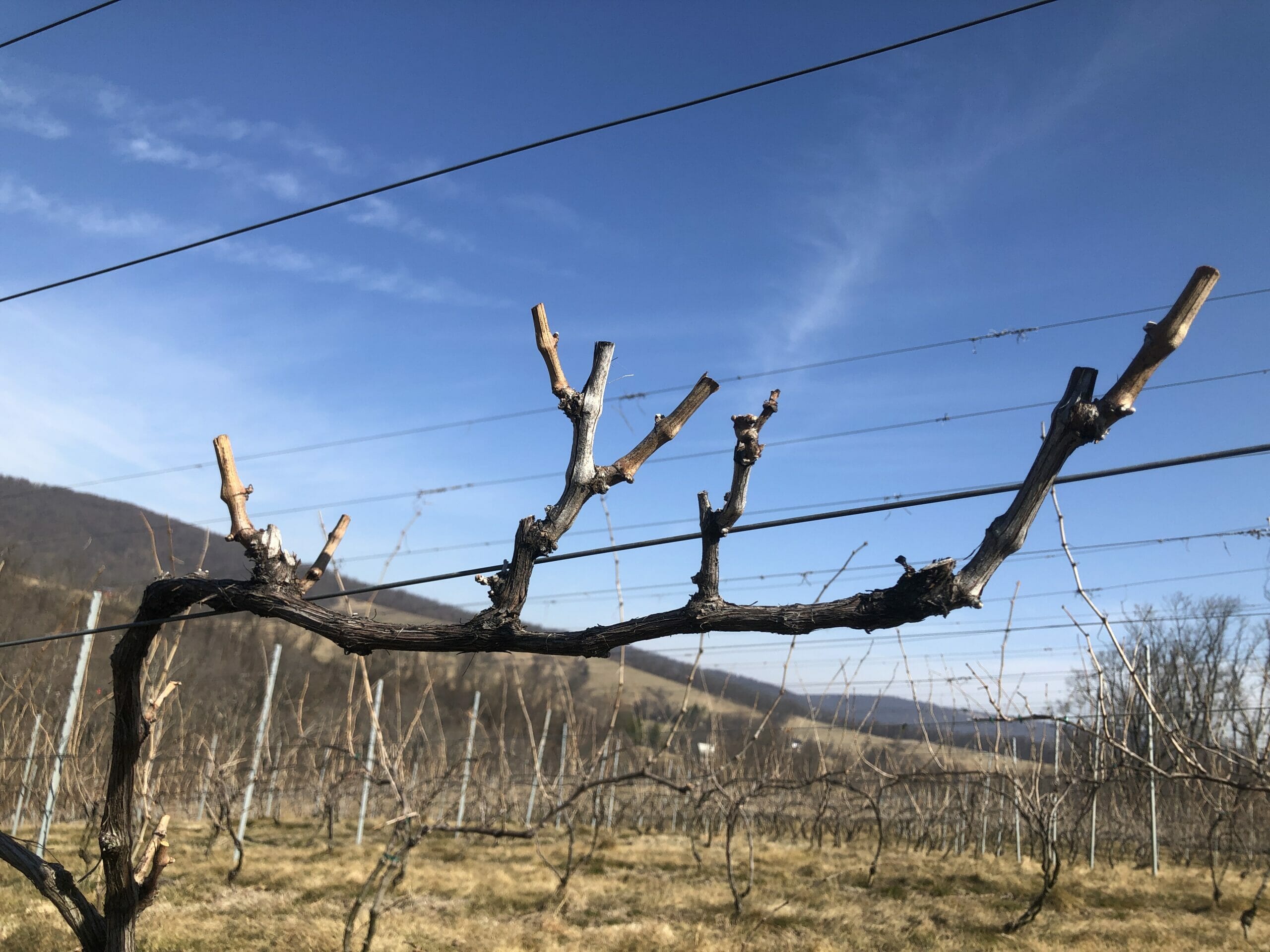 Spur Pruned Grape Vine