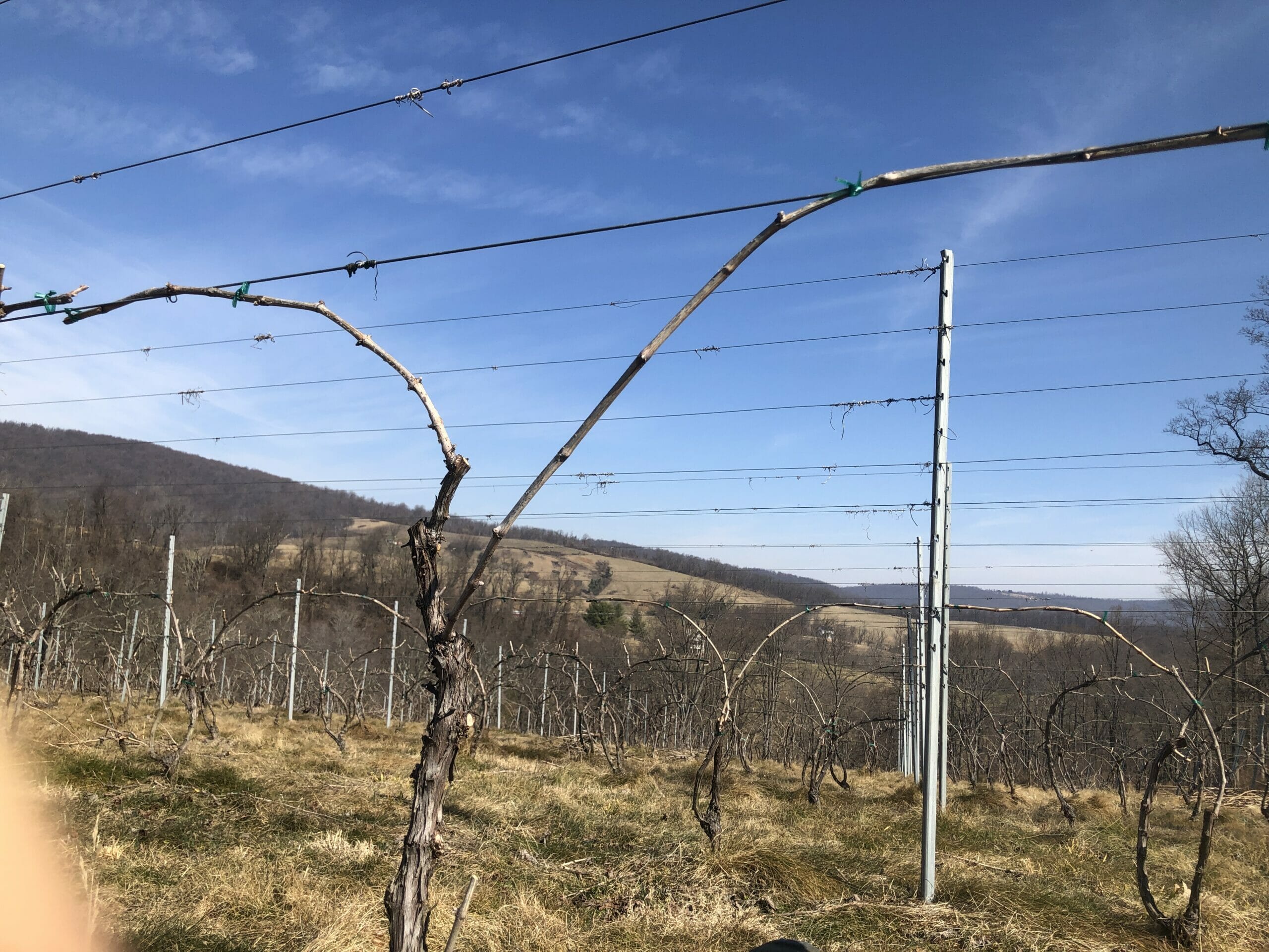 Cane pruned grape vine